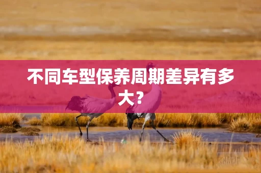 不同车型保养周期差异有多大?